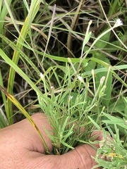 Epilobium leptophyllum