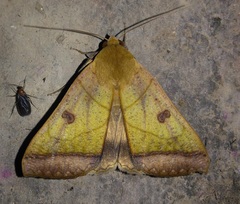 Ophiusa trapezium