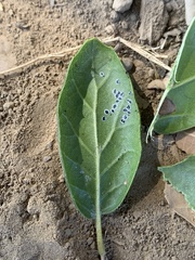 Tetraleurodes perileuca