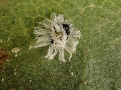 Tetraleurodes perileuca