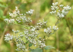 Eupatorium rotundifolium