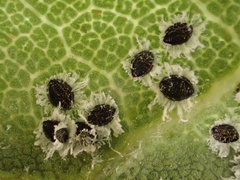 Tetraleurodes perileuca