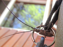 Monochamus maculosus