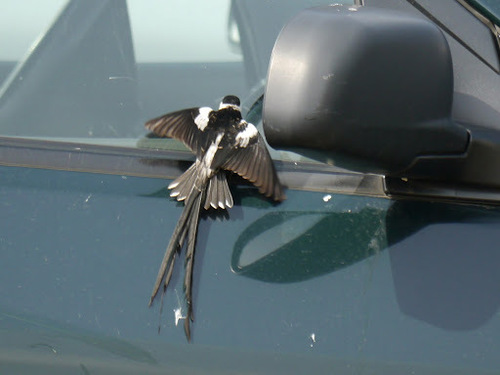 Pin-tailed Whydah