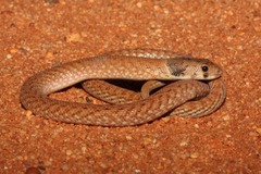 Pygopus schraderi