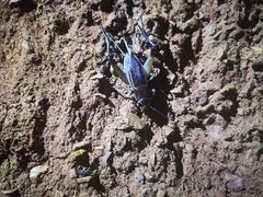 Teleogryllus mitratus