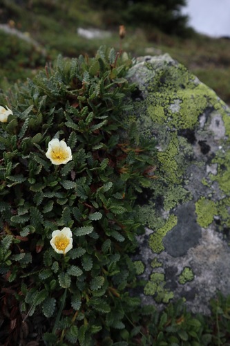 Dryas hookeriana