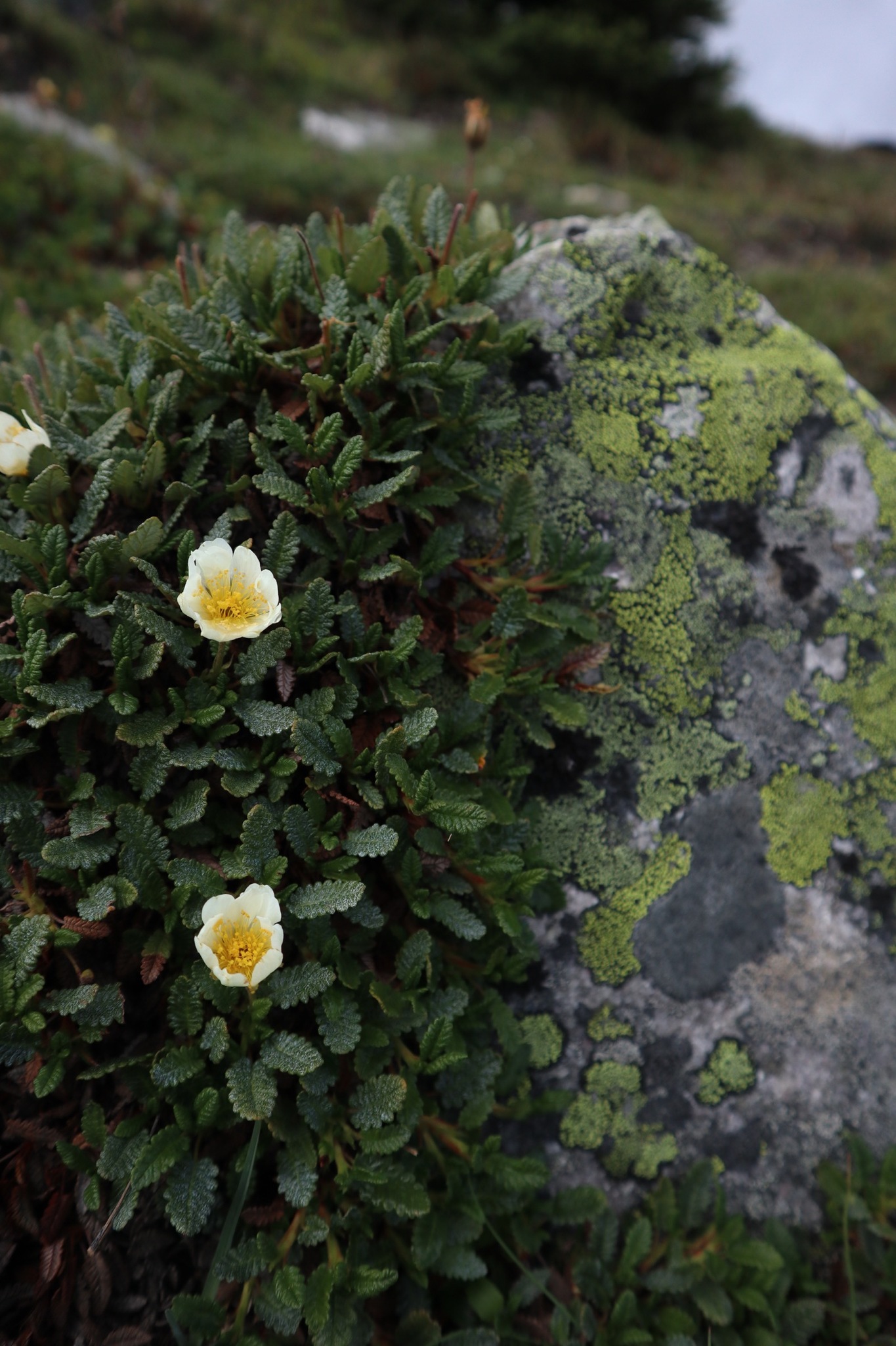 Dryas hookeriana