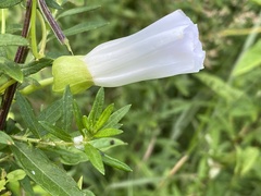 Calystegia silvatica fraterniflora