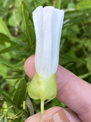 Calystegia silvatica fraterniflora