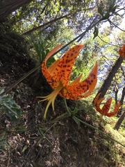 Lilium humboldtii