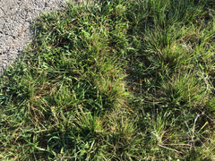 Micrurus tener tener