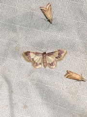 Idaea basinta