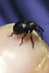 Chalcodermus