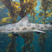Leopard Shark - Photo (c) Eric Heupel, some rights reserved (CC BY-NC)