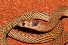 Pygopus schraderi