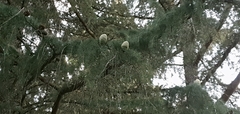 Cedrus deodara