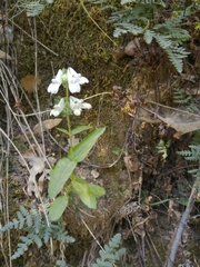 Collinsia tinctoria