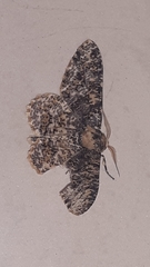Lepidoptera