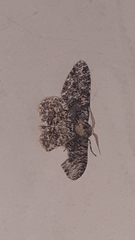 Lepidoptera