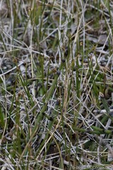 Equisetum variegatum variegatum