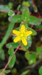 Hypericum taihezanense