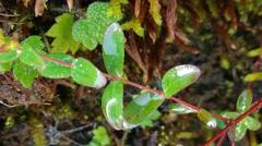 Hypericum taihezanense