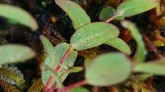 Hypericum taihezanense