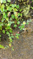 Hypericum taihezanense