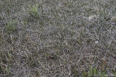 Equisetum variegatum variegatum