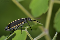 Epicauta cinctipennis