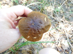 Leccinellum crocipodium