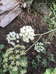 Angelica capitellata