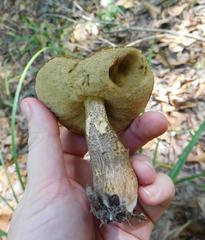 Leccinellum crocipodium