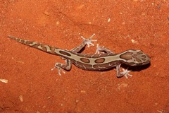 Lucasium steindachneri