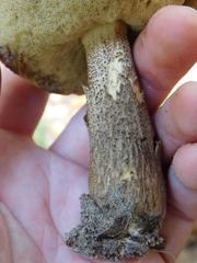 Leccinellum crocipodium