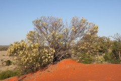 Grevillea stenobotrya