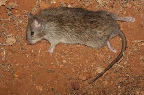 Australian Long-haired Rat