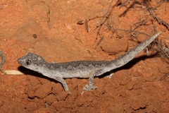 Strophurus