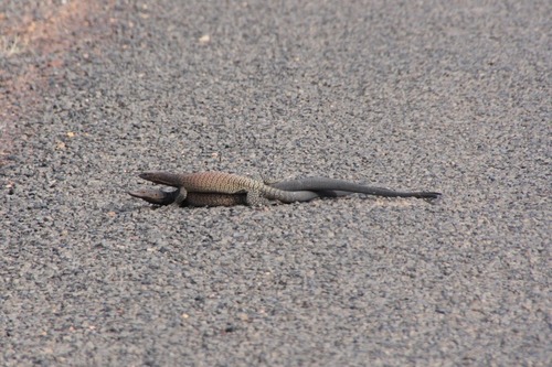 Black-tailed Monitor, Varanus tristis