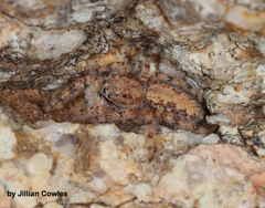 Platycryptus arizonensis