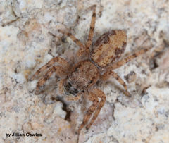 Platycryptus arizonensis