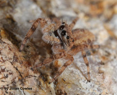 Platycryptus arizonensis