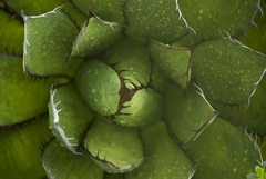 Agave horrida