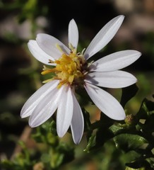 Olearia muelleri