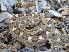 Crotalus enyo