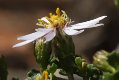 Olearia muelleri