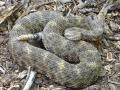 Crotalus mitchellii