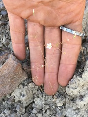 Leptosiphon septentrionalis