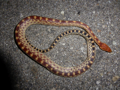 Pituophis vertebralis